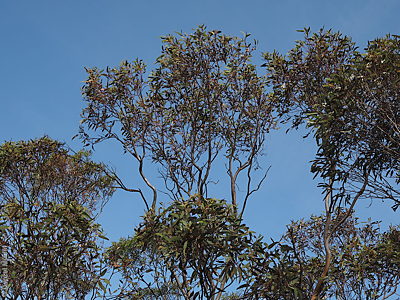 Eucalyptus phenax ssp. phenax pl Denzel Murfet Ettrick CP
